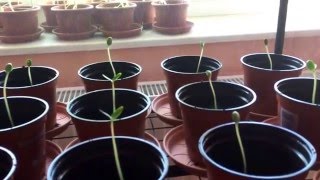 Wassermelonen anbauen. #Part 4# Der Neustart! Mexikanische Mini Melonen