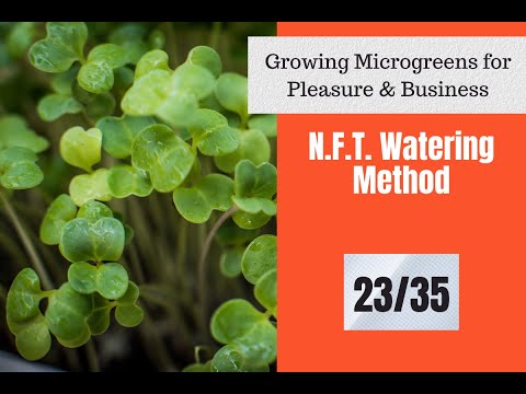 Oasis Cubes |23/35 | Growing Microgreens In Hydroponics