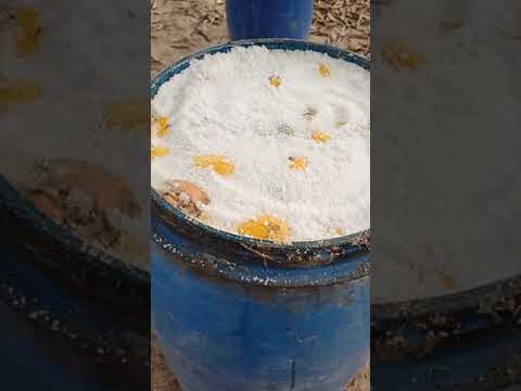 cosecha de mango en chimichagua cesar. es aprovechada por pequeños ganaderos