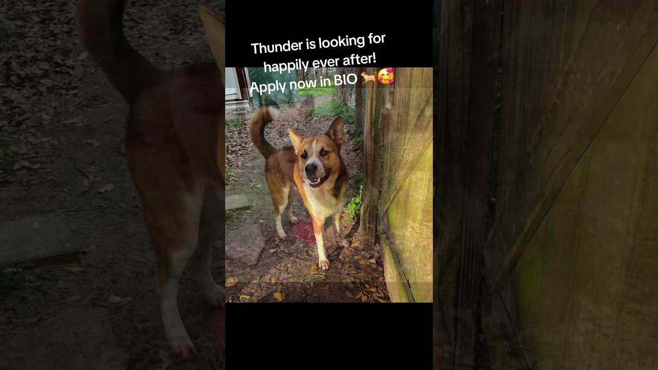 Enlarge Thunder, a Adoptable mixed breed in Tomball, TX video 6/6
