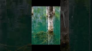 Download lagu This Lake Swallowed an Entire Forest in the Blink of an Eye #shorts #mystery #viral #kazakhstan #... mp3 Download lagu This Lake Swallowed an Entire Forest in the Blink of an Eye #shorts #mystery #viral #kazakhstan #... mp3