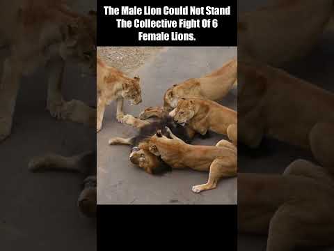 The Male Lion Could Not Stand The Collective Fight Of 6 Female Lions. #short #Animal Secrets #animal