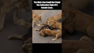The Male Lion Could Not Stand The Collective Fight Of 6 Female Lions. #short #Animal Secrets #animal