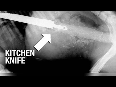 How to get dogs to stop swallowing bad things