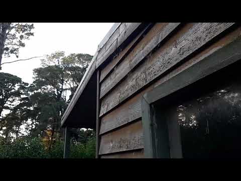 5/5/2021 - Welcome Back Sun Stud (Beehive Relocation)