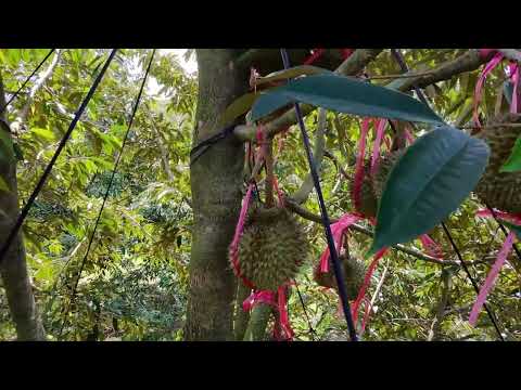 vườn sầu riêng