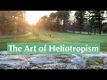 The Art Of Heliotropism A Poem About Sunflowers By Freddie Marie
