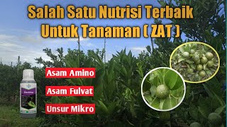 Download lagu Perawatan Jeruk Siam Madu ( Nutrisi Terbaik Tanaman ) mp3
