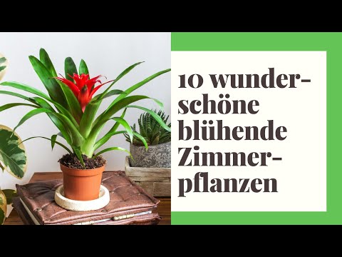 , title : '10 wunderschöne blühende Zimmerpflanzen für Ihr Zuhause'