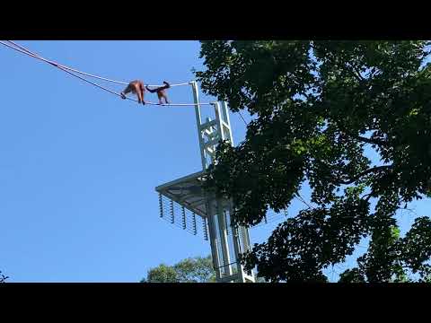 Orangutans Climbing Across Ropes at National Zoo
