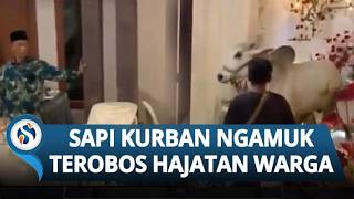 Detik-detik Sapi Kurban Terobos Hajatan Warga di Banyumas, Terjang Tenda, Meja & Kursi Rusak
