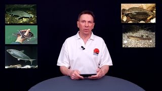 Нерестовый запрет в курганской области 2020