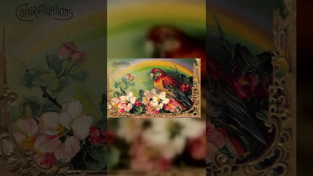 German Publisher, Embossed Linen Postcard, Parrot and Flowers, 1912 Video