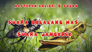 Download lagu MASTERAN VIRAL BUAT SOGON DAN  KOLIBRI - SUARA JANGKRIK - SUARA BELELANG EMAS mp3