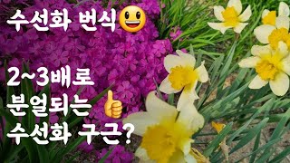 수선화 번식