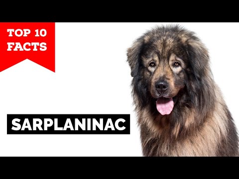 Sarplaninac - Top 10 Facts