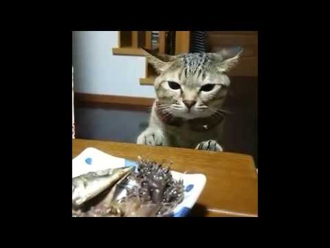 THE CAT WITH THE CUTEST PURR