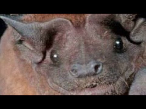 Bat in Your House - Spiritual Meaning