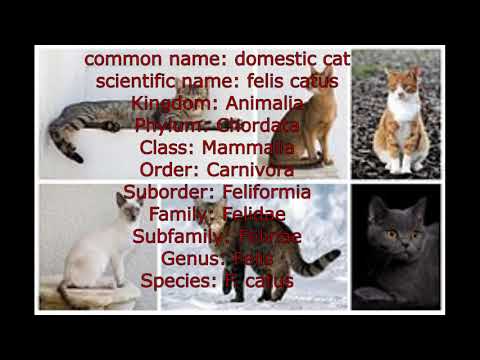 Scientific name of cat//scientific classification: cat/Domestic cat