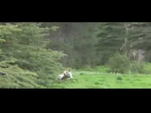 Grizzly charge captured by B.C. filmmaker.mp4