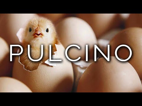 1309-IT Tiziana, PULCINO - Ipnosi Esoterica ∞ Lucio Carsi