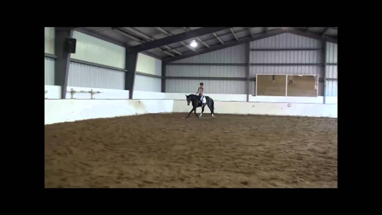 Grand Prix Jumper prospect