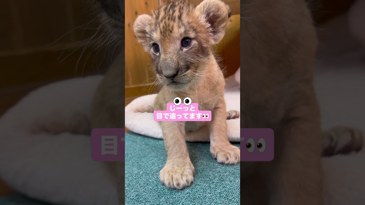 ライオンの赤ちゃん🍼生後１ヶ月✨ #富士サファリパーク #animal #ライオンの赤ちゃん #動物の赤ちゃん