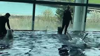 Rare White Dolphin Feeding Encounter