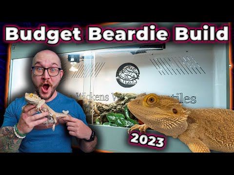 The Perfect Bearded Dragon Enclosure Setup for ANY Budget!