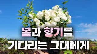 짙은 향기, 따라올수 없는 절대 향기의 강자! 꽃까지 너무 이쁜 고광나무 스노우벨 입고완료~! [JB가든센터…