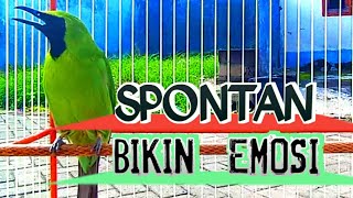 Download lagu Cucak Ijo Gacor Memancing Lawan Aagr Emosi dan Jamtrok! Cykyp 5 Menit Lawan Langsung ON mp3