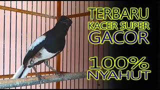 Download lagu Kacer Super Gacor Ngobra Full Isian Terbaru 2021 || Pagi Sore Hari mp3