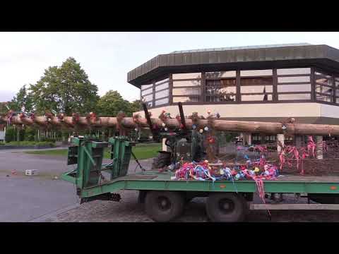 Maibaum Aurich fährt nach Hause