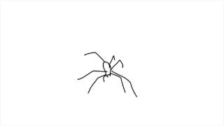 SEX SPIDER ANIMATION