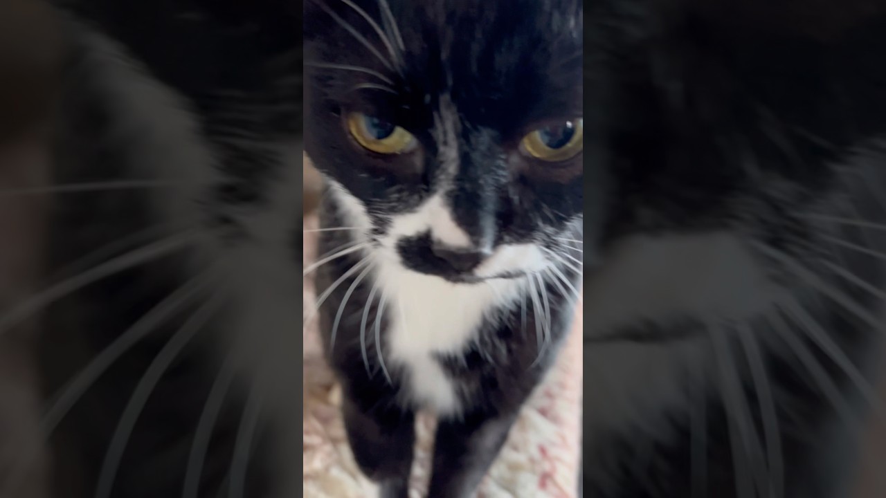 甘えん坊猫のしあわせおてて🐈ハチワレ猫ざきお【猫動画】