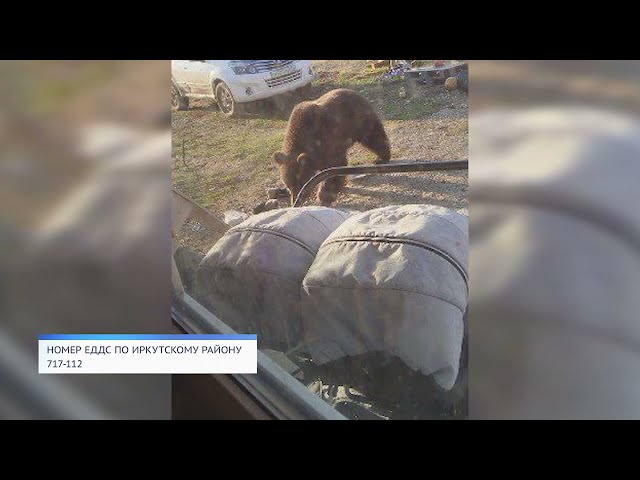 Медведь в садоводстве «Виктория-1»