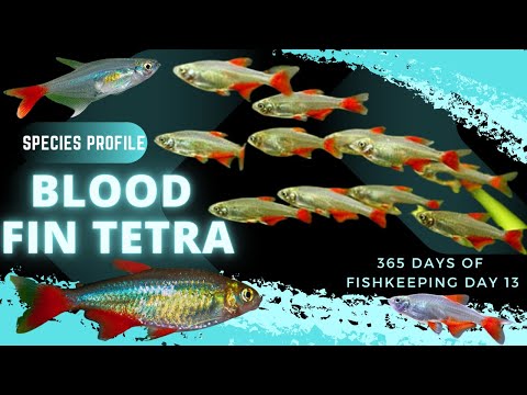 Bloodfin Tetra — sprievodca chovom pre začiatočníkov