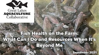 Fish Health on the Farm: What Can I Do and Resources When It’s Beyond Me
