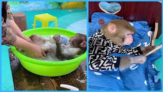 【猿 サル】子猿　お風呂やスマホ操作　まるで人間の子供みたいにかわいい