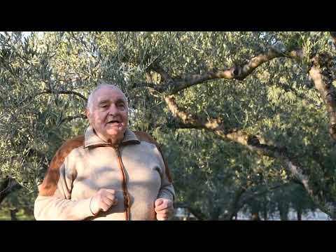 Sadnja maslina - Uvod u maslinarstvo