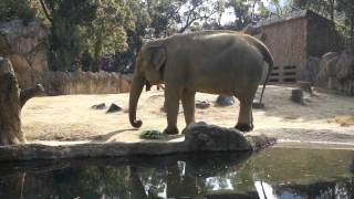 preview picture of video '大阪市　天王寺動物園　象（ぞう） Osaka City Tennoji Zoo　2012/02/19'
