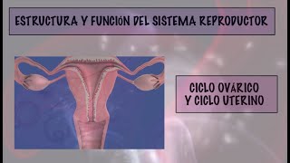 CICLO OVÁRICO Y CICLO UTERINO