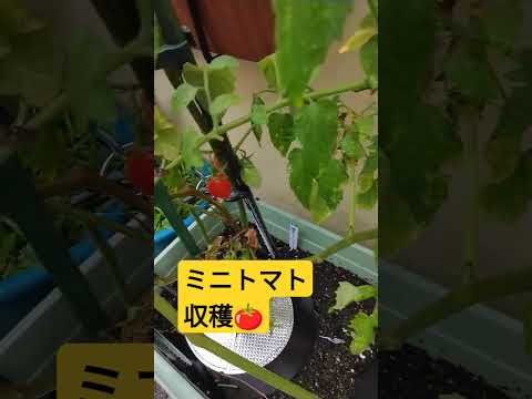  1つの植物からたくさんのトマトを得るにはどうすればよいですか？美しく豊かな収穫を楽しむための 5 つのシンプルだが効果的なヒント  庭園