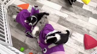 Video preview image #14 Border Collie Puppy For Sale in STRAFFORD, MO, USA