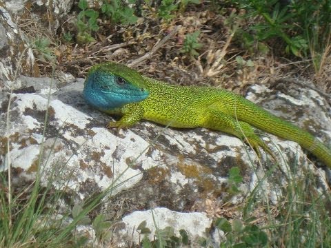 Liviu Mititelu   La Lumina Stelelor II by dex