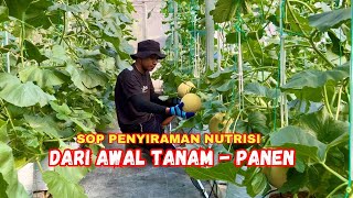 Download lagu Penyiraman tanaman melon hidroponik irigasi tetes / fertigasi - CARA MENANAM MELON mp3 Download lagu Penyiraman tanaman melon hidroponik irigasi tetes / fertigasi - CARA MENANAM MELON mp3