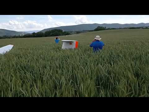 Glider outlanding in very high crop