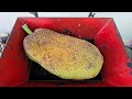 Big Jackfruit Vs Fast Shredder Machine Oddly Satisfying Videos