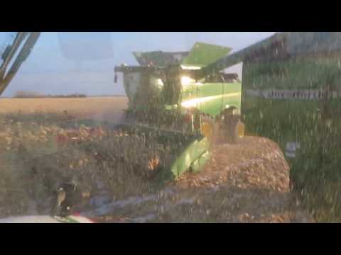 First Corn Harvest of 2020