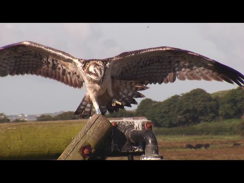 Tywi and Teifi Fledge